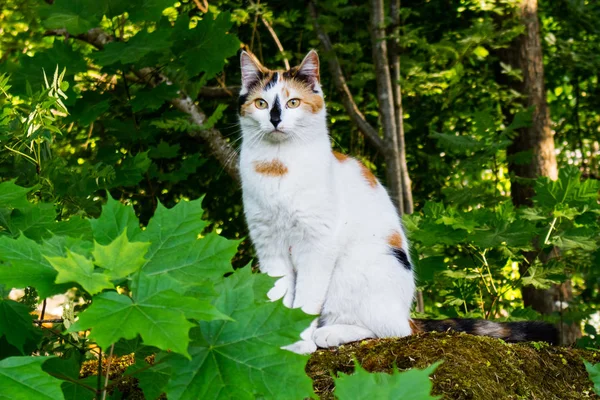 Niedliche weiße Katze mit gelben Augen — Stockfoto