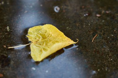 Yağmur sonrası birikintisinde yüzen sarı ağaç yaprak