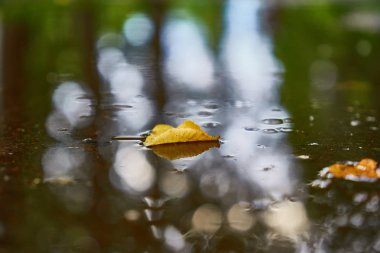 Yağmur sonrası birikintisinde yüzen sarı ağaç yaprak