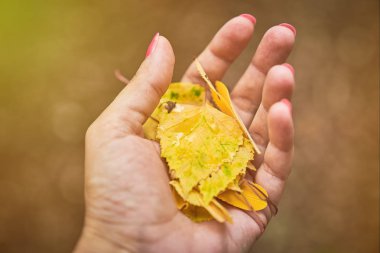 Bir avuç sarı sonbahar tutan bir kadın elini bırakır.