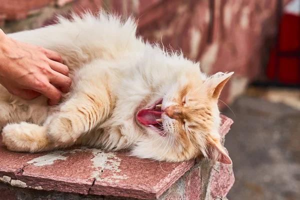 Kırmızı kabarık kedi yalan açık havada rahat kırmızı tuğla duvara.