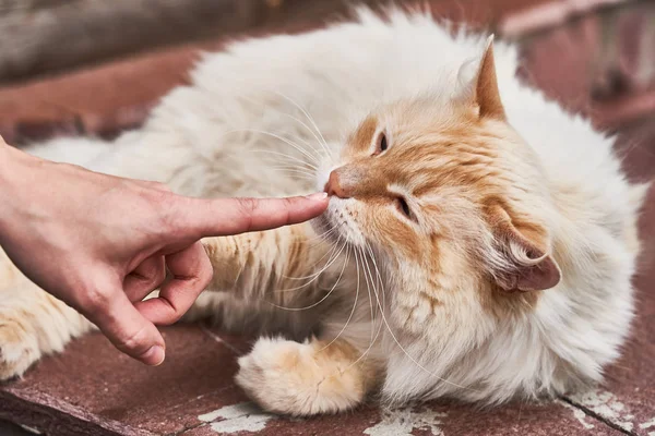 Kırmızı kabarık kedi yalan açık havada rahat kırmızı tuğla duvara.