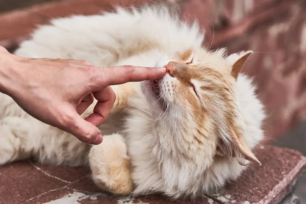 Kırmızı kabarık kedi yalan açık havada rahat kırmızı tuğla duvara.