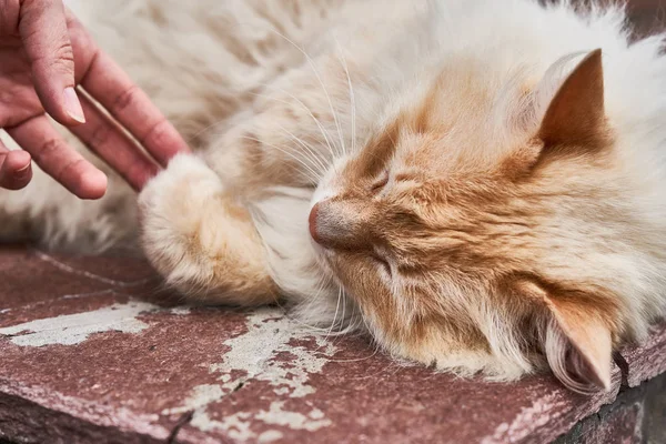 Kırmızı kabarık kedi yalan açık havada rahat kırmızı tuğla duvara.