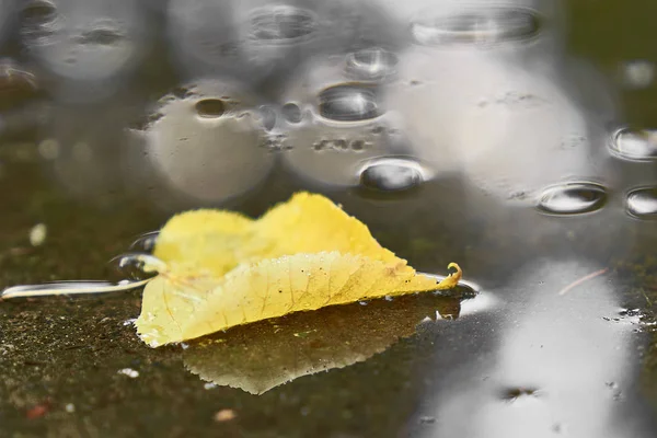Folha de árvore amarela flutuando na poça após a chuva — Fotografia de Stock