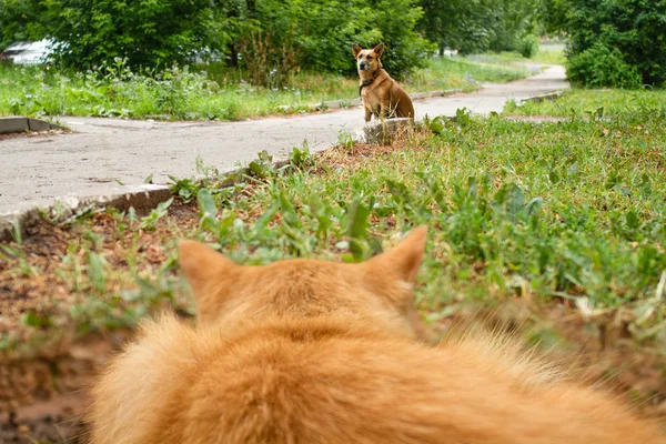 Worried and scared cat is looking at friendly dog sitting on pavement. — Stock Photo, Image