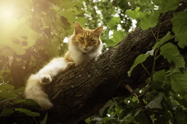 Gato de gengibre bonito sentado no galho da árvore — Fotografia de Stock