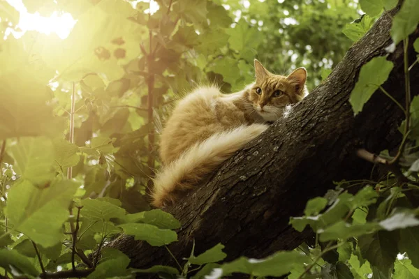 Gato de gengibre bonito sentado no galho da árvore — Fotografia de Stock