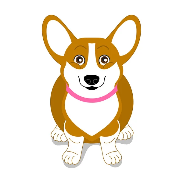 Lindo poco corgi se sienta y mira hacia arriba — Archivo Imágenes Vectoriales