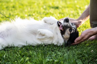 küçük beyaz oynak köpekleri yeşil çimenlerin üzerinde adamdır güneşli bir akşam
