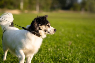 Genç mutlu oynak küçük köpek yeşil çimenlerin üzerinde güneşli bir akşam