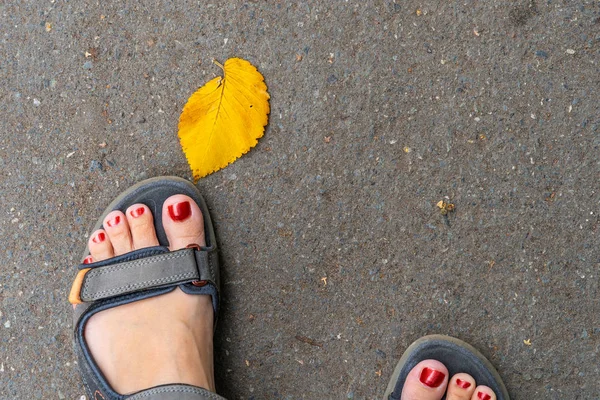 Woman feet wearing sandals with red nails and vivid yellow tree leaf on asphalt