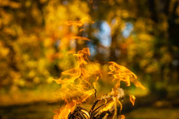 Hösten bakgrund med gula träd och en brand av lägereld — Stockfoto