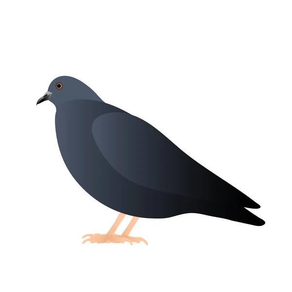 Un pigeon assis, isolé sur fond blanc — Image vectorielle