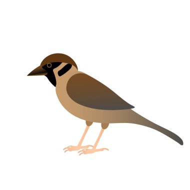 oturmuş, beyaz arka plan üzerinde izole küçük bir serçe