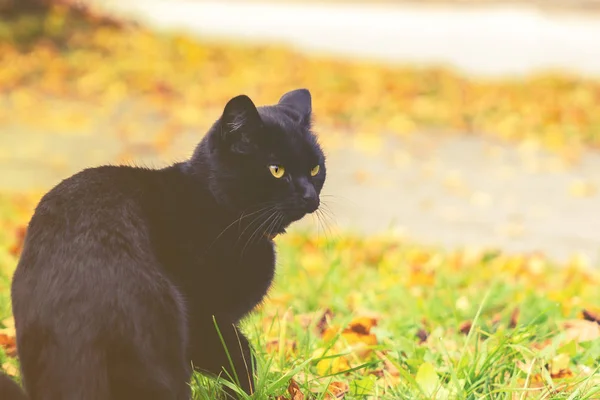 Schwarze Katze mit gelben Augen sitzt auf Gras, gelbe Herbstblätter auf Hintergrund, getöntes Bild — Stockfoto