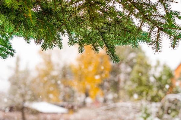 Armação de um ramo de árvore de pinheiro ao ar livre, vista para a jarda nevada — Fotografia de Stock