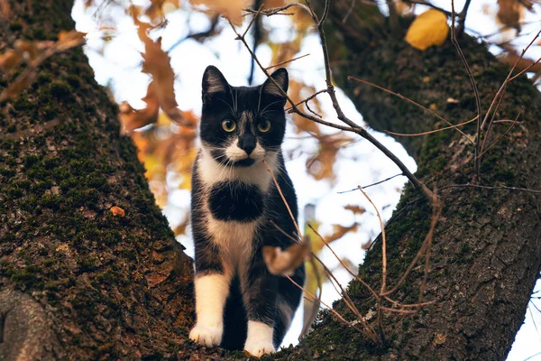 Gato doméstico sentado no galho da árvore — Fotografia de Stock