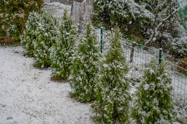 thuja trees in yard covered with the first snow