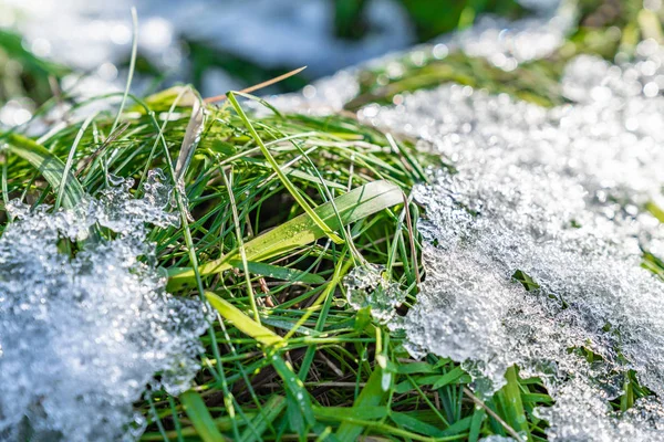 taze yeşil çim bir ilk karla kaplı