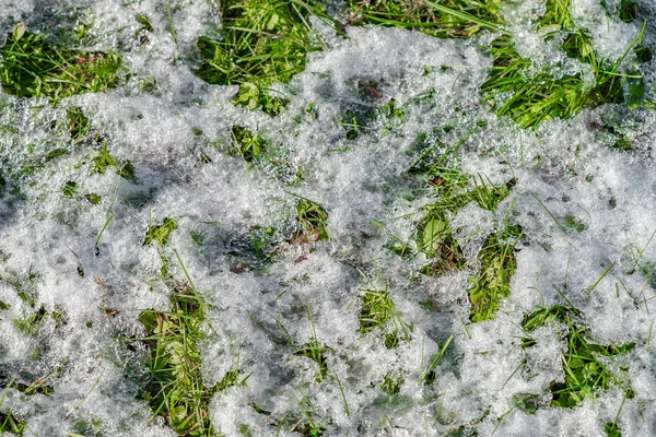 Frisches grünes Gras ist mit dem ersten Schnee bedeckt — Stockfoto