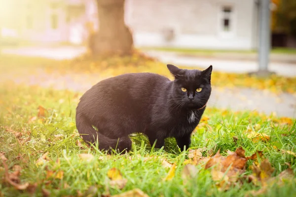 Gato preto com olhos amarelos está andando na grama, folhas de outono amarelo no fundo, imagem tonificada — Fotografia de Stock