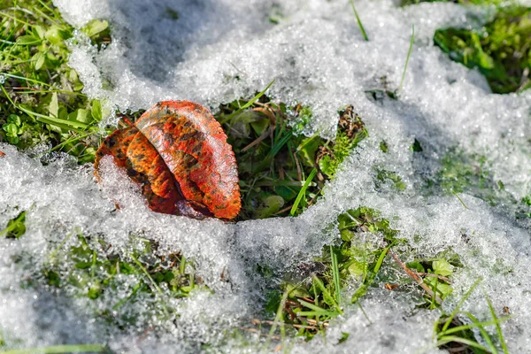 Grama verde fresco é coberto com uma primeira neve — Fotografia de Stock