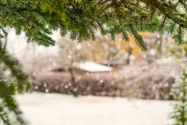 Marco de una rama de pino al aire libre, vista al patio cubierto de nieve —  Fotos de Stock