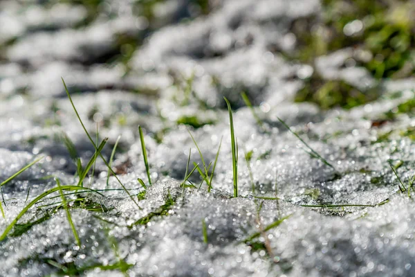 Grama verde fresco é coberto com uma primeira neve — Fotografia de Stock