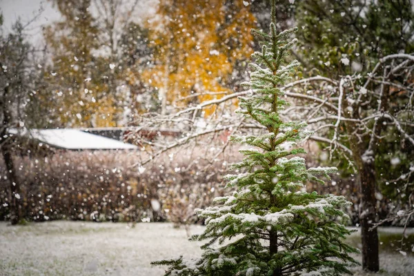 pine tree in yard, heavy snow