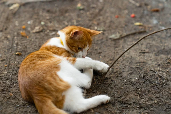 Jovem brincalhão gengibre gato está brincando com vara — Fotografia de Stock