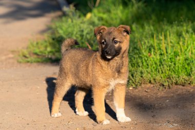 Şirin bir evsiz köpek yavrusu dışında yalnız çalışıyor
