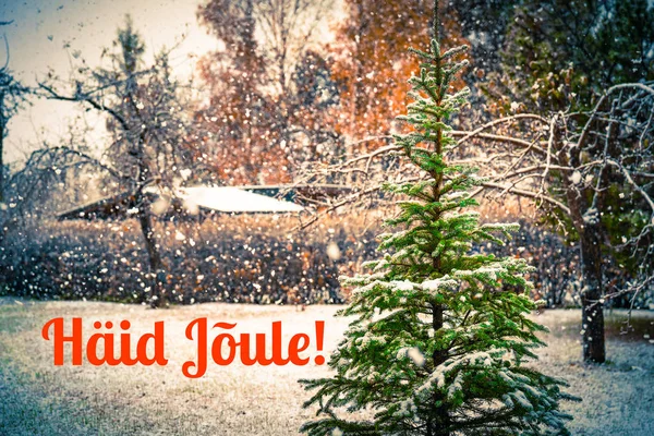 Зимняя открытка с сосеной, растущей во дворе, и эстонская красная фраза С Рождеством — стоковое фото