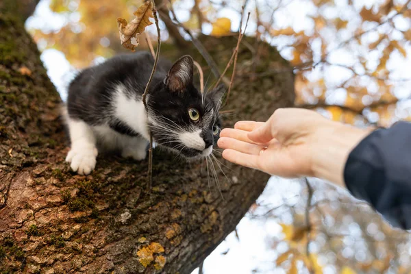 Gato doméstico sentado no galho da árvore — Fotografia de Stock