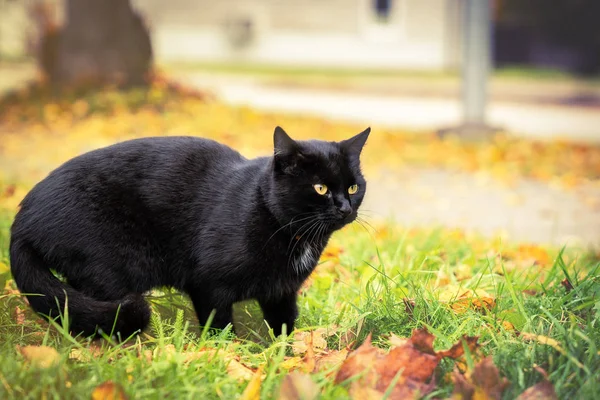 Schwarze Katze mit gelben Augen läuft auf Gras, gelbe Herbstblätter auf Hintergrund, getöntes Bild — Stockfoto
