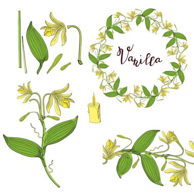 Çelenk ve vanilya orkide sorunsuz fırça