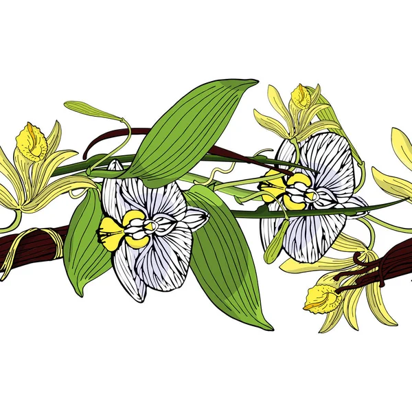 Naadloze Borstel Gemaakt Van Vanille Orchideebloemen Geïsoleerd Een Witte Achtergrond — Stockvector