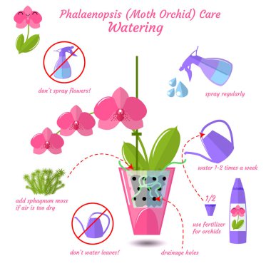 Phalaenopsis orkide güve bakım düz vektör stil beyaz zemin üzerine izole nasıl orkide bitki infographics su