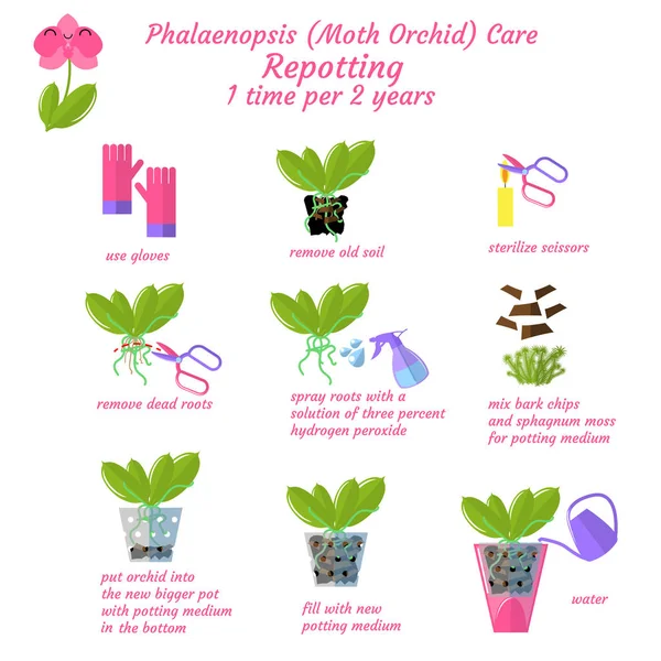Beyaz arka plan üzerinde izole Phalaenopsis orkide güve bakım düz vektör tarzı orkide infographics repot nasıl