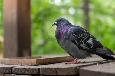 besleme birds için ahşap masa üzerinde oturan güvercin kuşu