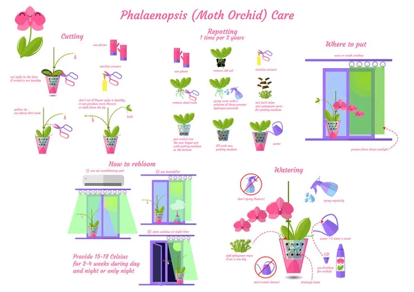 Phalaenopsis moth orchid care flat vector style isolado no whit — Vetor de Stock