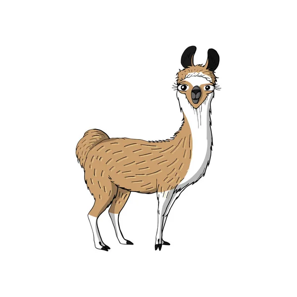 Niedliche lustige Tier braunes Lama. isoliert auf weißem Hintergrund. — Stockvektor