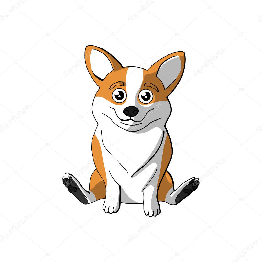 cute funny dog corgi. isolated on white background.