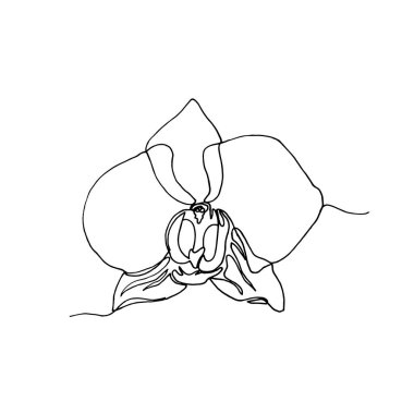 El çizilmiş orkide çiçek, tek bir çizgi çizim.