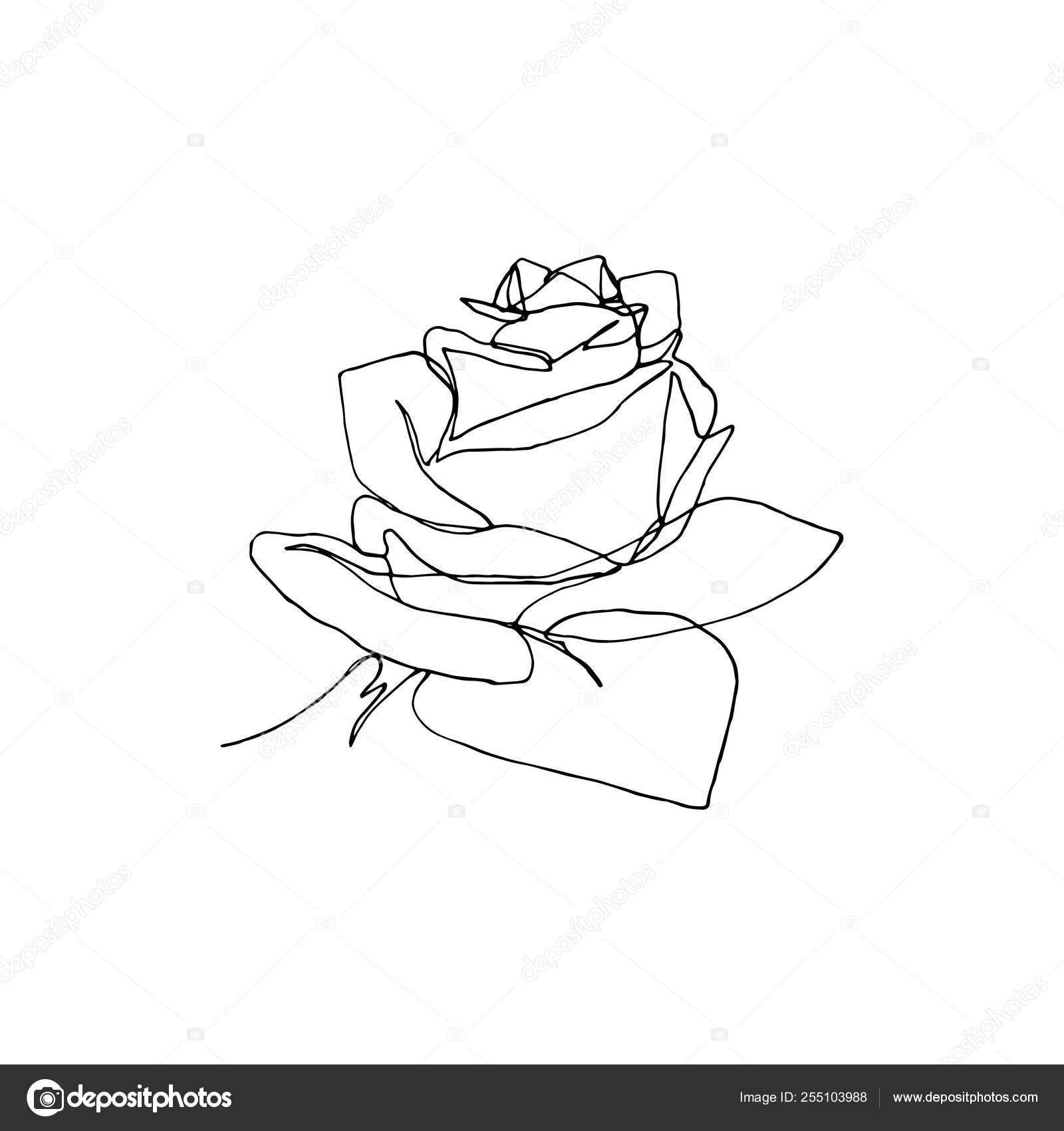 Fleur Rose Dessinée à La Main Un Seul Dessin De Ligne