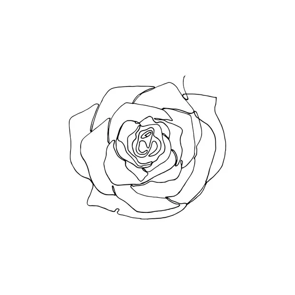 Hand drawn rose flower, one single continuous line drawing. — Stock Vector