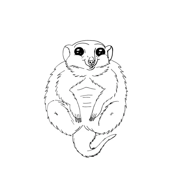 Söt rolig djur meercat sitting.isolated på vit bakgrund. — Stock vektor