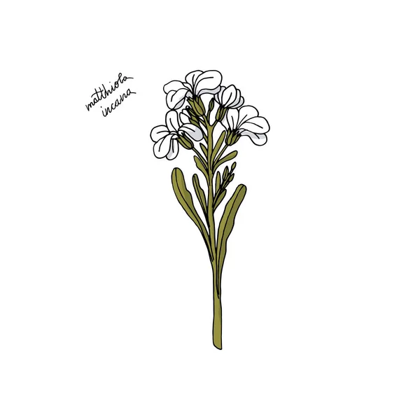 el çizilmiş stok Matthiola çiçek. çiçek tasarım elemanı