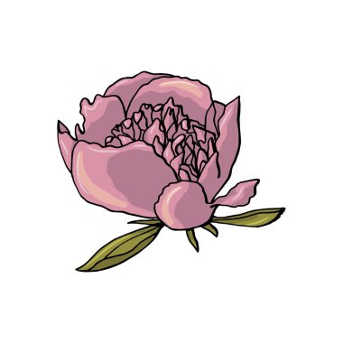 el çekilebilir şakayık çiçek. çiçek tasarım elemanı