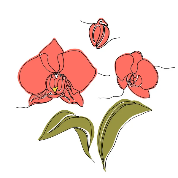 Цветок орхидеи ручной работы, одна линия рисунка . — стоковый вектор